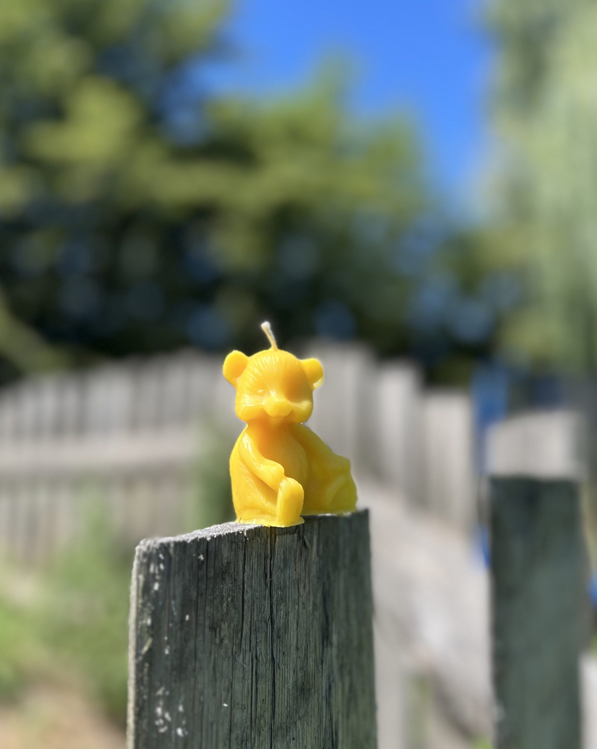 Miś
